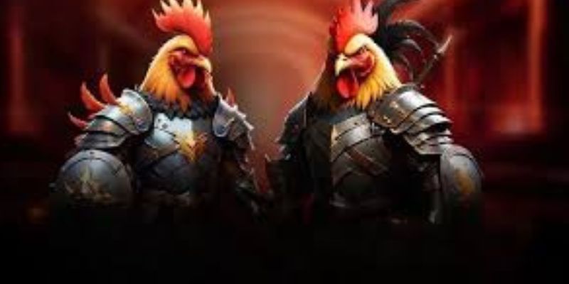 Chiến kê được lựa chọn kỹ lưỡng trước mỗi trận đấu.