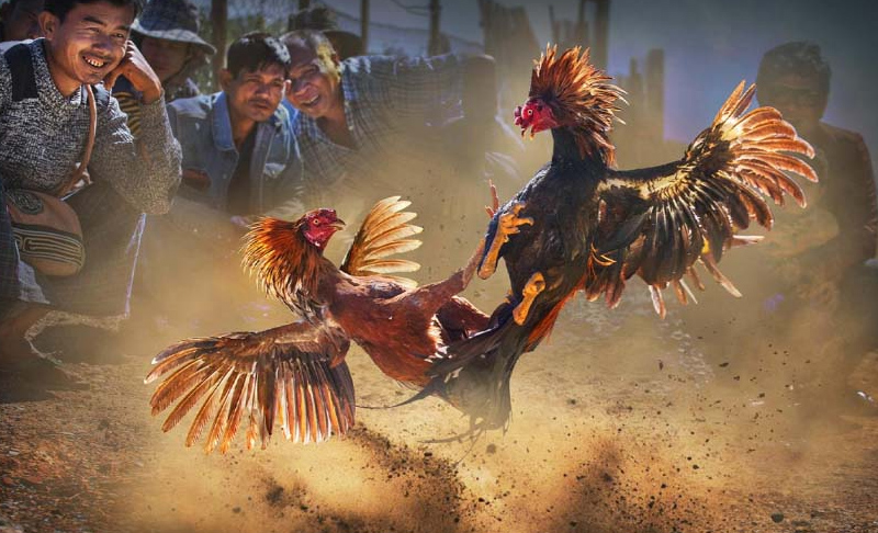 Kèo đá gà Wi88 rất đa dạng