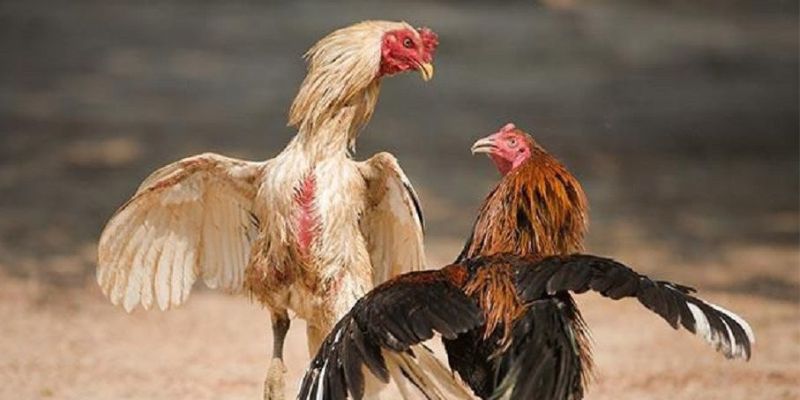 Loại hình đá gà này có nhiều ưu điểm vượt trội